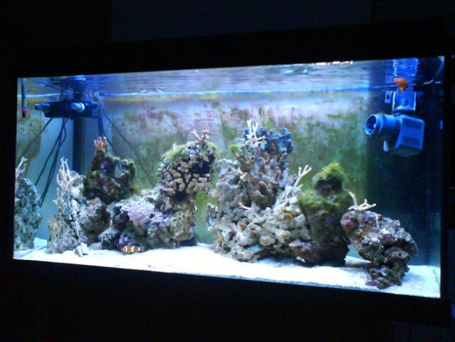 Morski akvarij - foto
