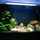 Moj sladkovodni akvarij