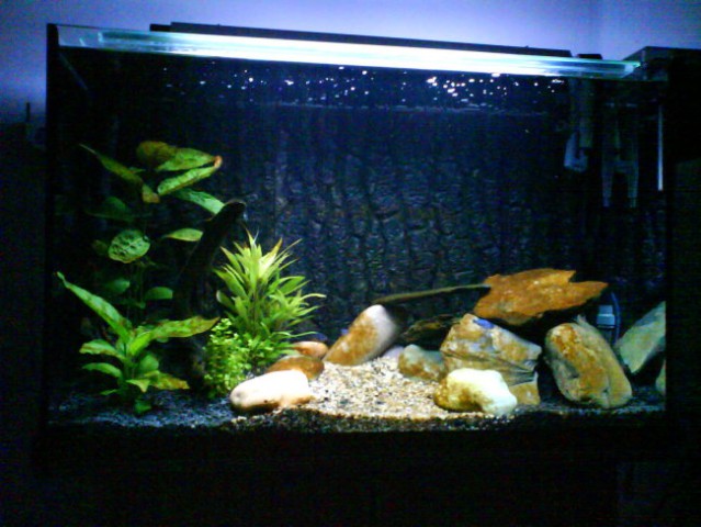 Moj sladkovodni akvarij - foto