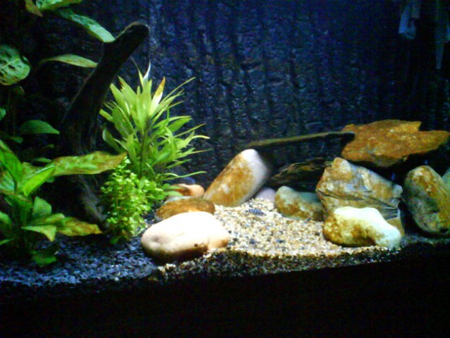 Moj sladkovodni akvarij - foto