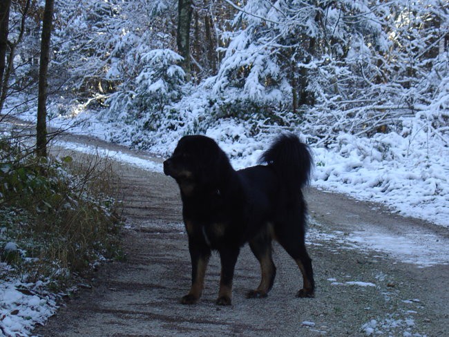 Naši kužki...pa muca - foto povečava