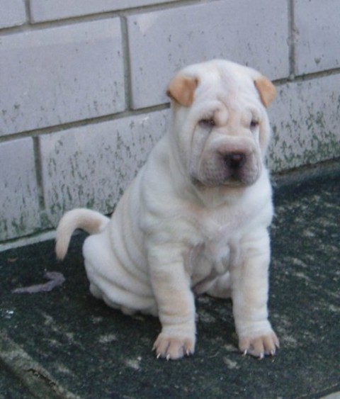 Moj shar pei - foto