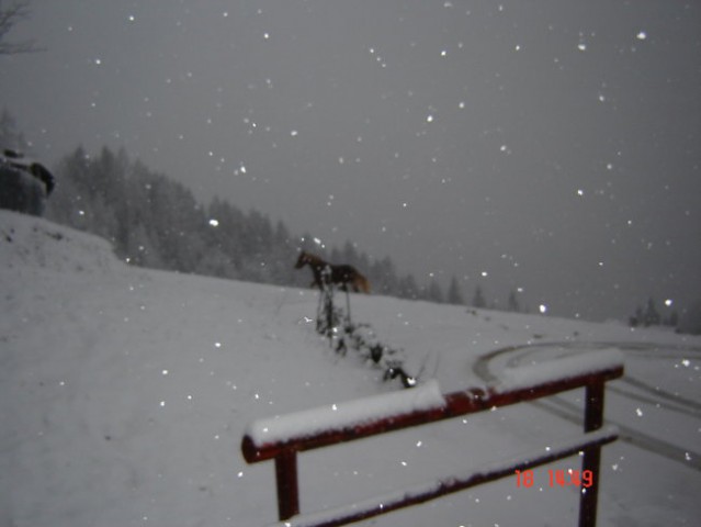 Na snegu - foto