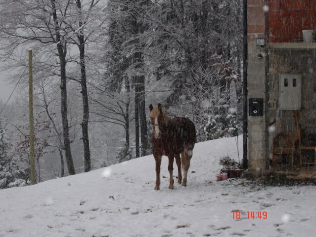 Na snegu - foto