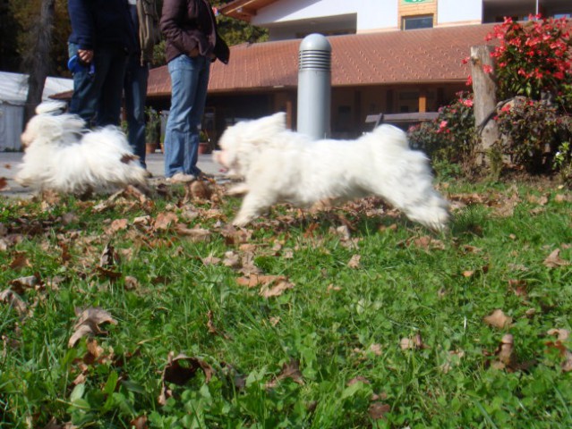 Maltežanijada - foto
