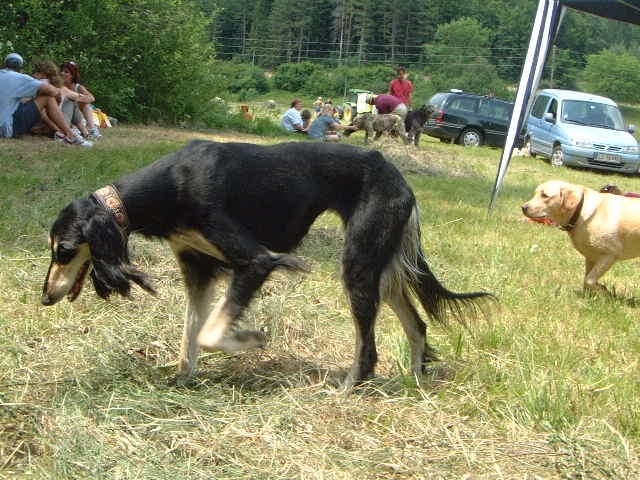 Pasji picnic - foto