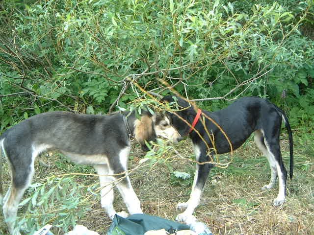 Pasji picnic - foto