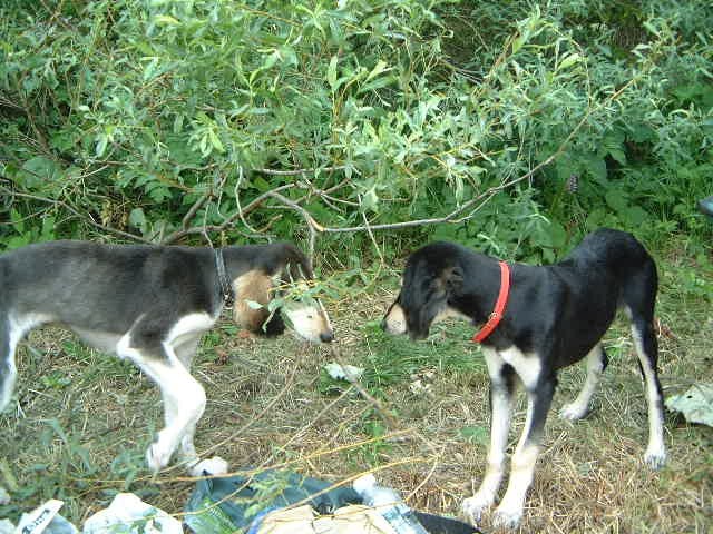 Pasji picnic - foto