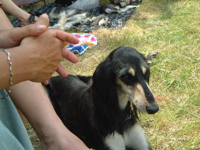 Pasji picnic - foto