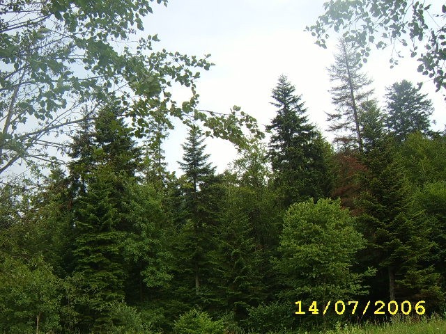 BIESZCZADY 2006 (Roztoki Dolne) - foto povečava