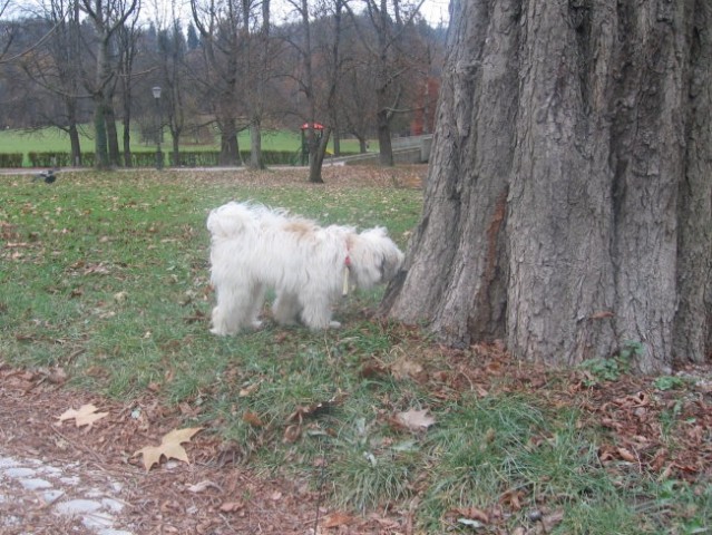 Tivoli - foto
