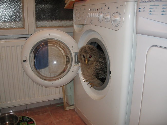 sem se šla skrit v pralni stroj