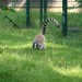 LEMUR