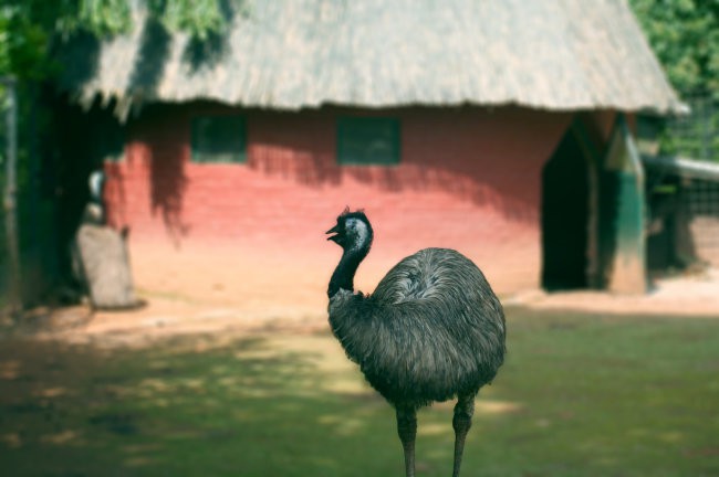 ZOO ZAGREB,25.6.2008 - foto povečava