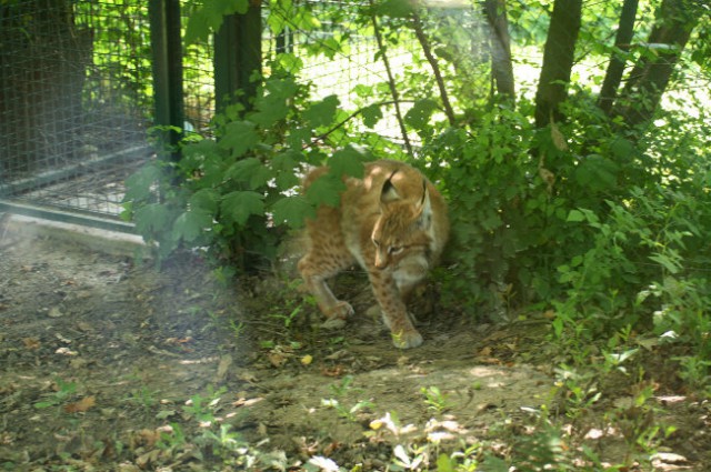 ZOO ZAGREB,25.6.2008 - foto