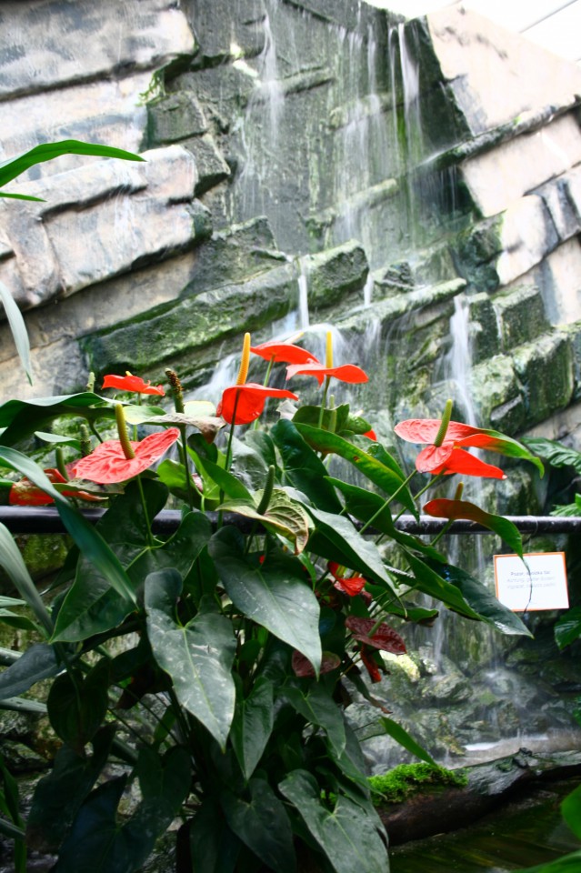 FLAMINGO V TROPSKEM VRTU Ocean Orchids v Dobrovniku;
Tropski vrt je visok šest metrov ter