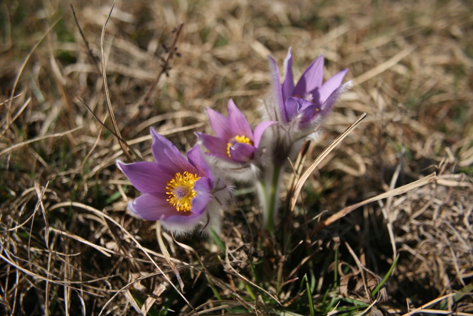 VELIKONOČNICA - foto povečava