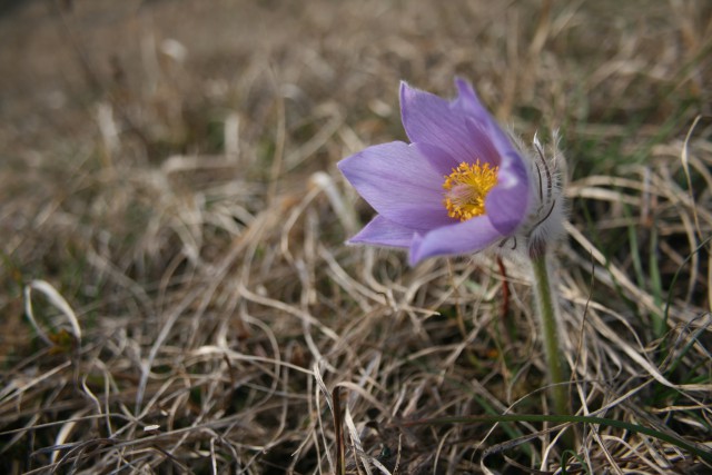 VELIKONOČNICA - foto