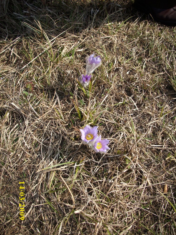 VELIKONOČNICA - foto povečava