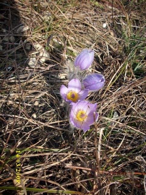 VELIKONOČNICA - foto