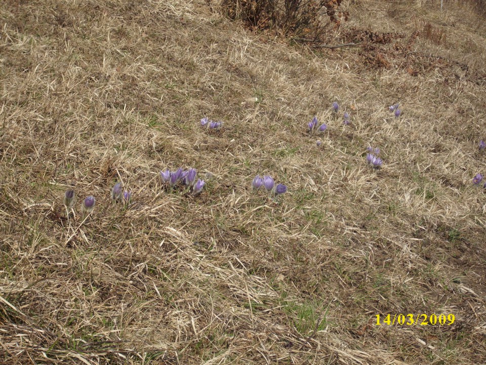 VELIKONOČNICA - foto povečava