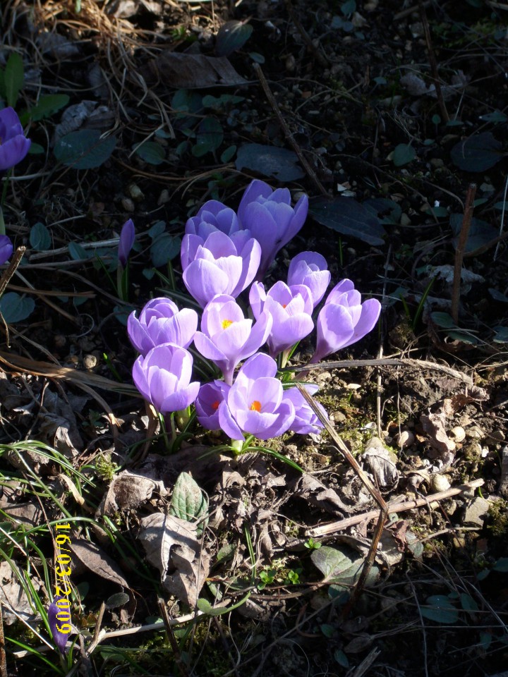 LEPOTE NARAVE - foto povečava