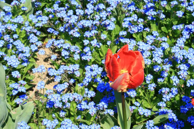 Arboretum volčji potok in dinozavri,26.4.2010 - foto