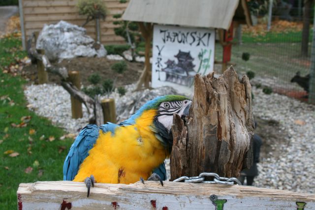 MINI ZOO Slovenske Konjice,26.10.2010 - foto