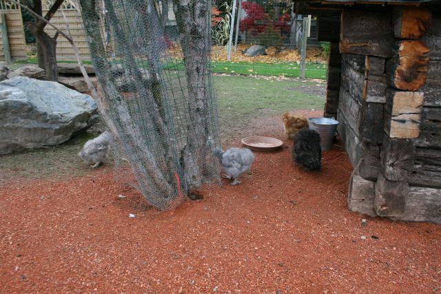 MINI ZOO Slovenske Konjice,26.10.2010 - foto