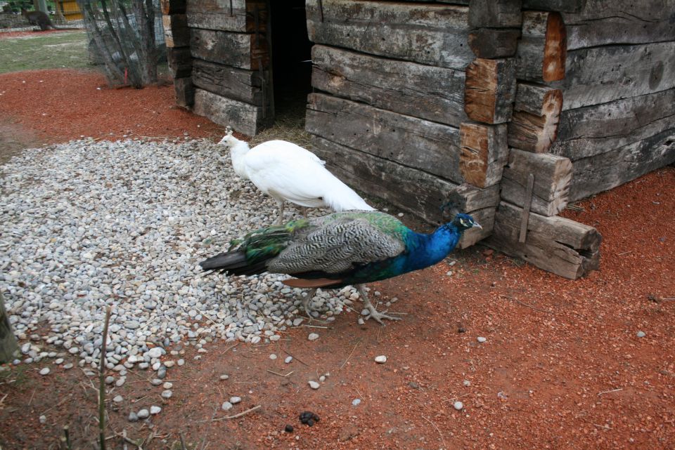 MINI ZOO Slovenske Konjice,26.10.2010 - foto povečava