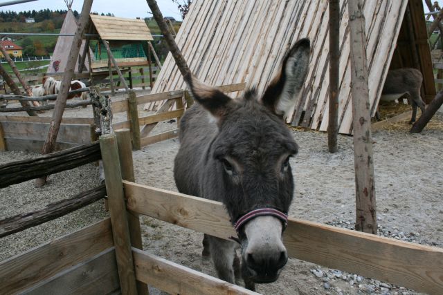 MINI ZOO Slovenske Konjice,26.10.2010 - foto