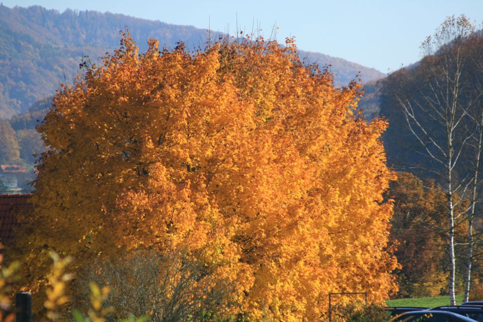 JESEN - foto povečava