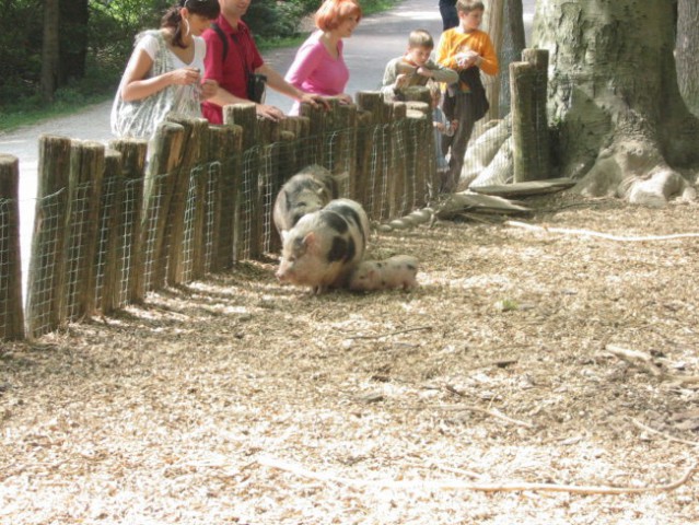 čini mini pujski