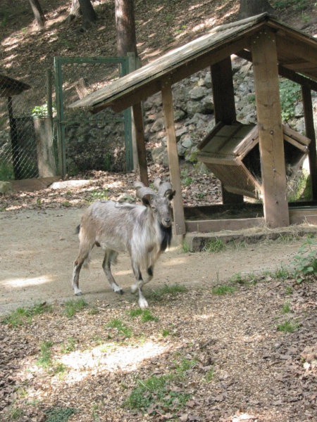 ZOO LJUBLJANA - foto