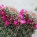cvet kaktusa