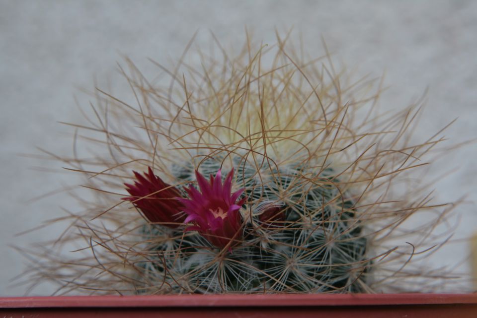 cvet kaktusa