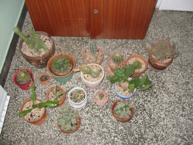 Moja zbirka kaktusov-rože, ki sem jih vzljubila