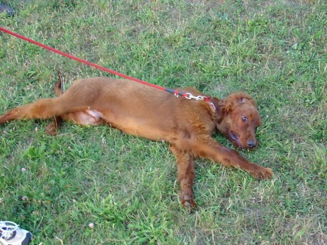 Poletna mala šola2005 - foto povečava