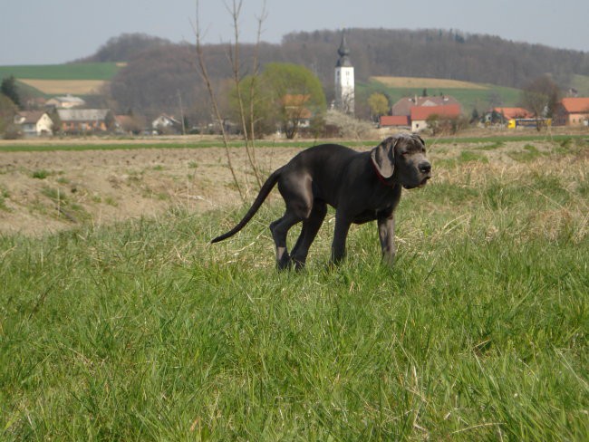 Alpheus FBB - foto povečava