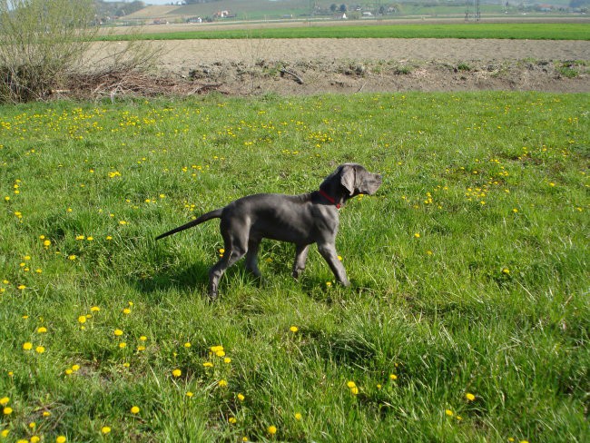 Alpheus FBB - foto povečava