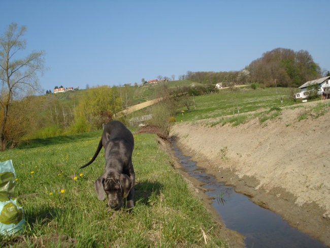 Alpheus FBB - foto povečava