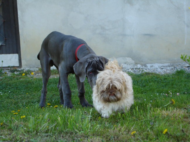 Alpheus FBB - foto povečava