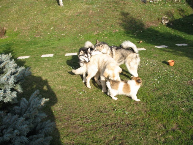 Kogan, Arči in Tara (Kamnik 11.3.2007) - foto povečava