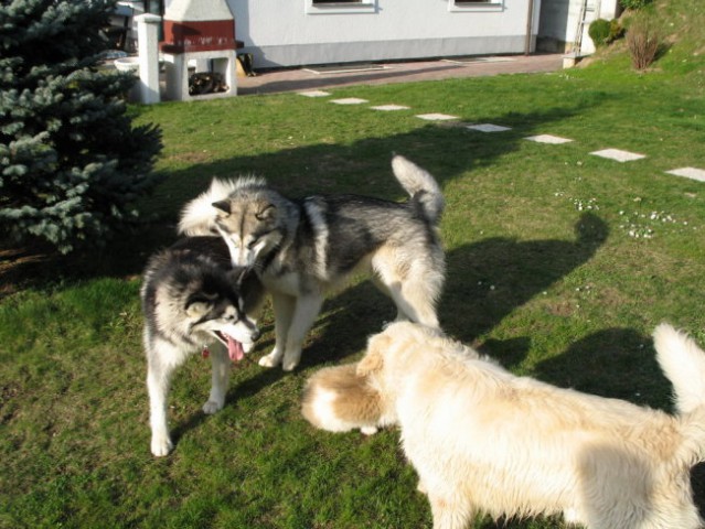 Kogan, Arči in Tara (Kamnik 11.3.2007) - foto