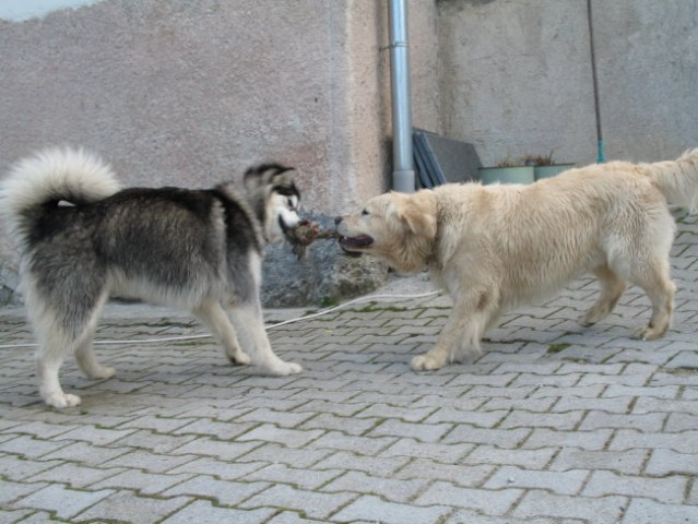 Kogan, Arči in Tara (Kamnik 11.3.2007) - foto