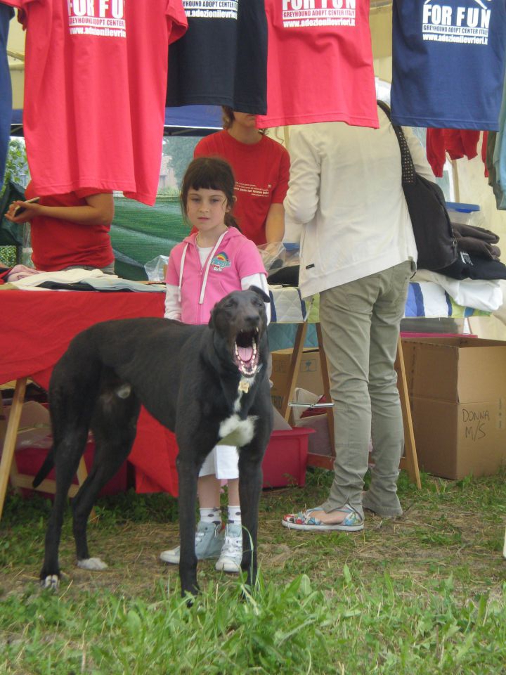 Slovensko društvo za pomoč hrtom - foto povečava