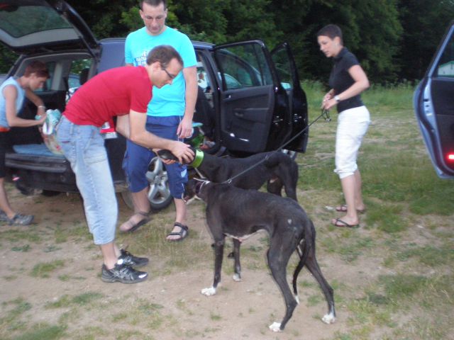 Slovensko društvo za pomoč hrtom - foto