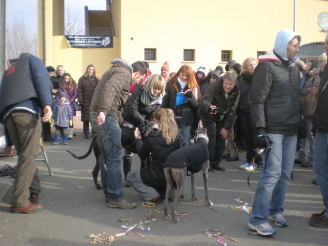 Slovensko društvo za pomoč hrtom - foto