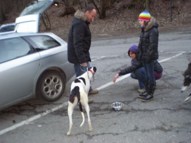 Slovensko društvo za pomoč hrtom - foto