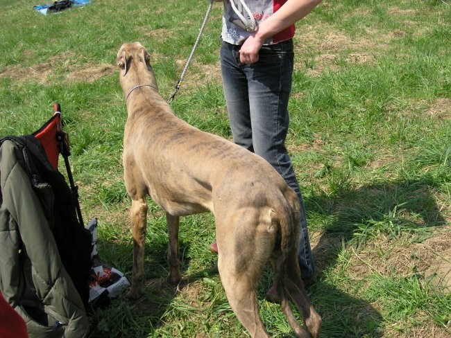 Coursing - Žaga - 22.04.2006 - foto povečava